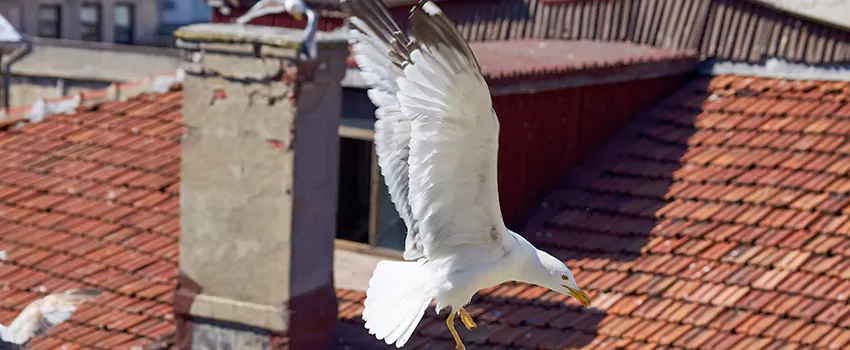 Residential Chimney Animal Removal Solution in New River, AZ