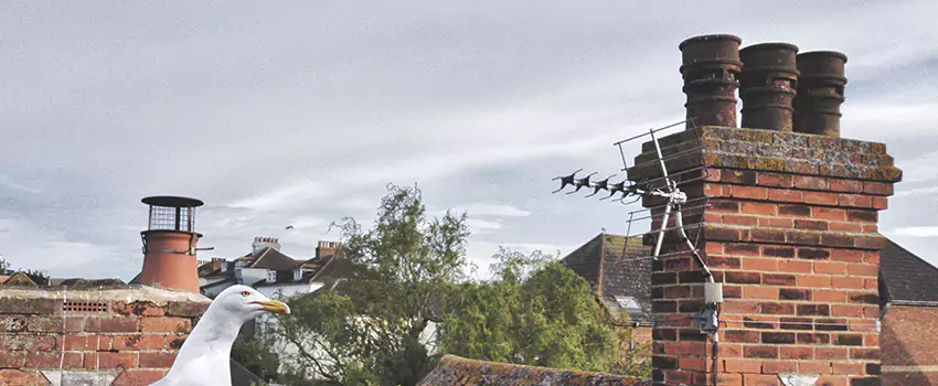 Chimney Cleaning And Restoration in New River, Arizona